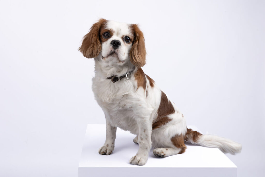 Dog Portrait Photoshoot – Capturing the Bond of Bobby and Benny